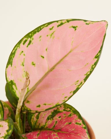 Aglaonema Aglaonème Pink Princess
