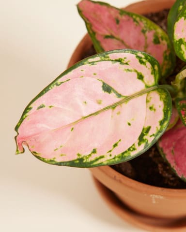 Aglaonema Aglaonème Pink Princess