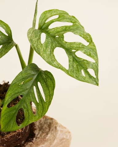 Monstera Adansonii Mint