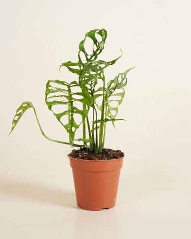 Monstera Fensterblatt Obliqua 