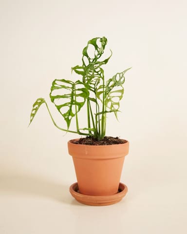 Monstera Fensterblatt Obliqua 
