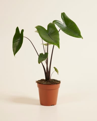 Alocasia Elefantenohr Black Zebrina