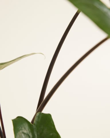 Alocasia Elefantenohr Black Zebrina