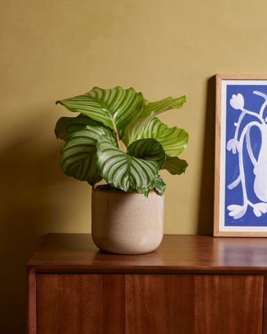 Calathea Pfeilwurze Orbifolia