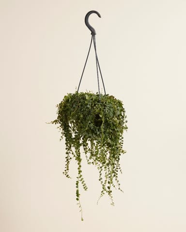 Peperomia Krokodillentranen Prostrata