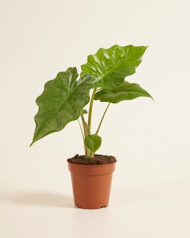 Alocasia Oreille d'éléphant Portodora