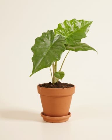 Alocasia Oreille d'éléphant Portodora