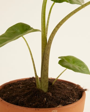Alocasia Oreille d'éléphant Portodora