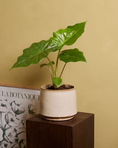 Alocasia Oreille d'éléphant Portodora