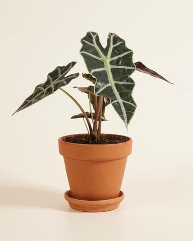 Alocasia Elephant Ears Polly