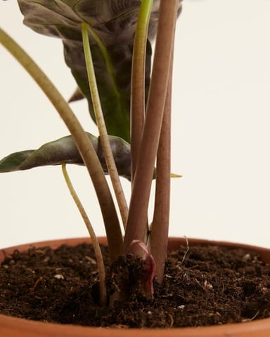 Alocasia Elephant Ears Polly