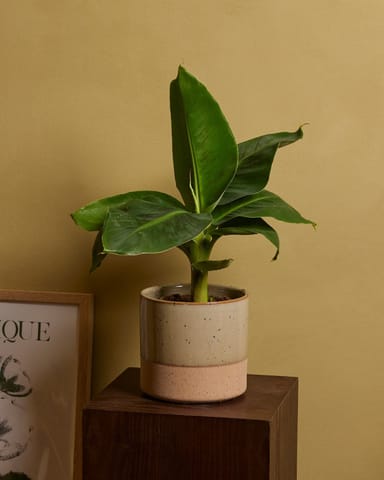 Musa Dwarf Cavendish Bananenpflanze