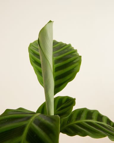 Calathea Pfeilwurze Zebrina