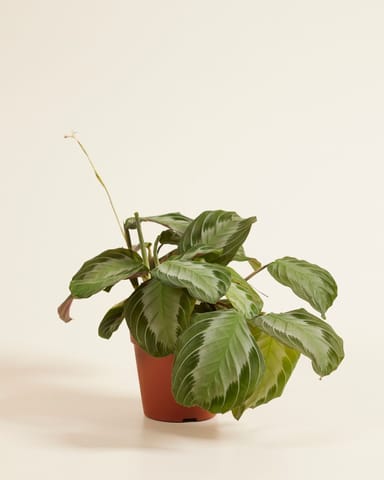 Maranta Gebetspflanze Silver Band