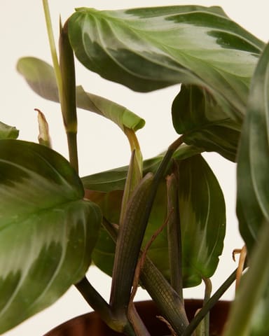 Maranta Gebetspflanze Silver Band