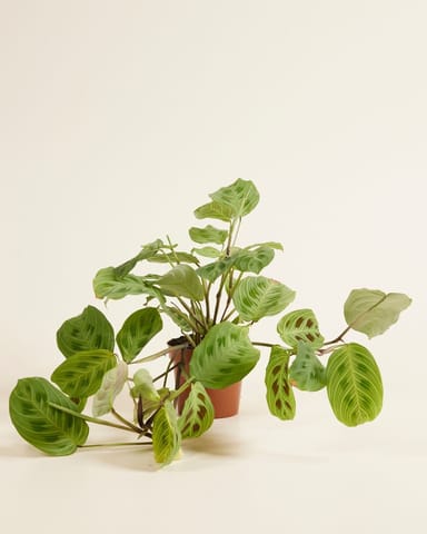Maranta Marante Light Veins