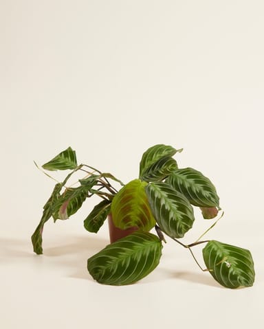 Maranta Pianta della Preghiera Cat Moustache (NoID)