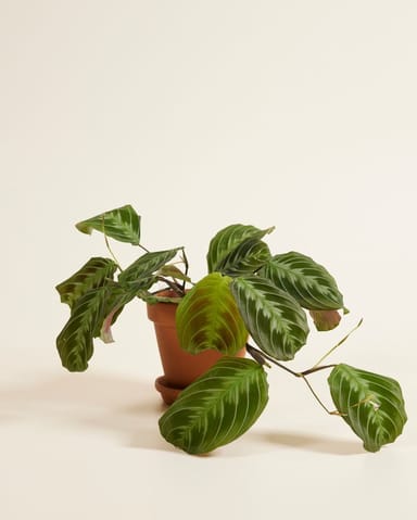 Maranta Pianta della Preghiera Cat Moustache (NoID)