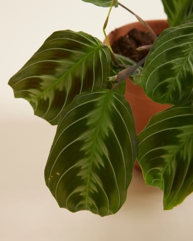 Maranta Pianta della Preghiera Cat Moustache (NoID)