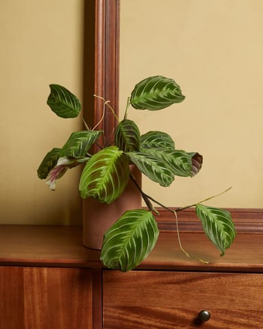 Maranta Pianta della Preghiera Cat Moustache (NoID)