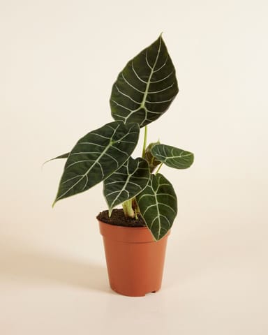 Alocasia Olifantsoor Watsoniana