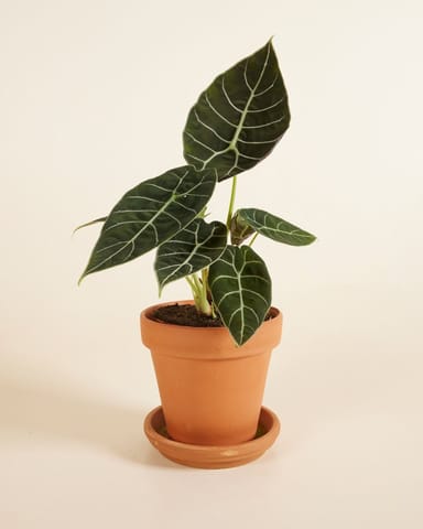 Alocasia Olifantsoor Watsoniana