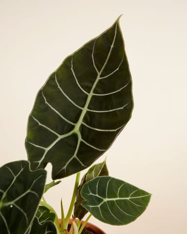 Alocasia Olifantsoor Watsoniana