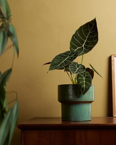 Alocasia Olifantsoor Watsoniana