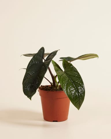 Alocasia Elephant Ears Scalprum