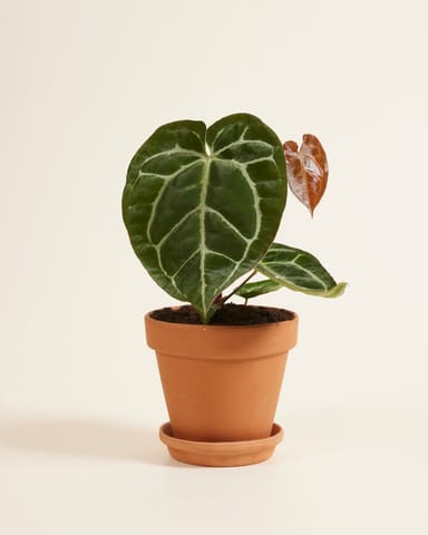 Anthurium Flamingoblumen Crystallinum