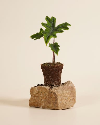 Alocasia Elefantenohr Jacklyn