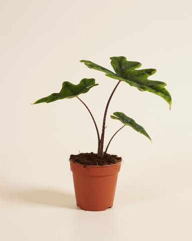 Alocasia Elefantenohr Jacklyn
