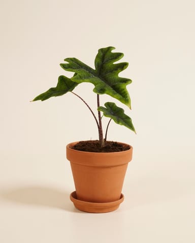 Alocasia Elephant Ears Jacklyn