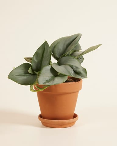 Scindapsus Epipremnum Treubii Moonlight