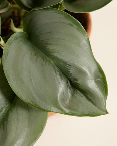 Scindapsus Epipremnum Treubii Moonlight