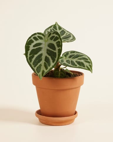 Anthurium Anturio Silver Blush
