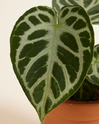 Anthurium Anturio Silver Blush