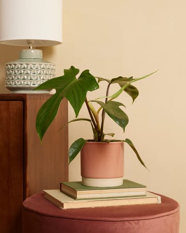 Philodendron Florida Green