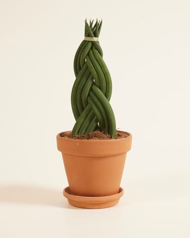 Sansevieria Langue de belle-mère Twister