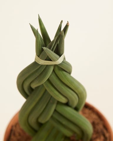 Sansevieria Langue de belle-mère Twister