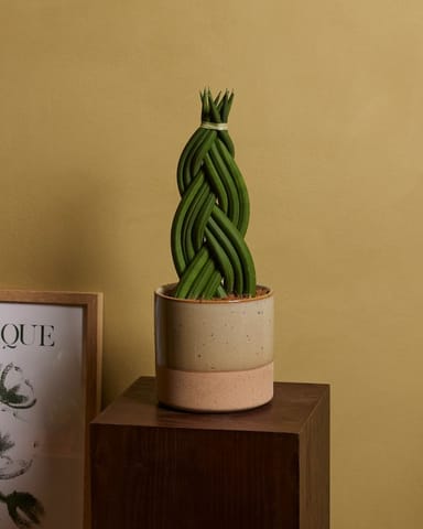 Sansevieria Langue de belle-mère Twister