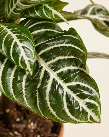 Aphelandra Squarrosa