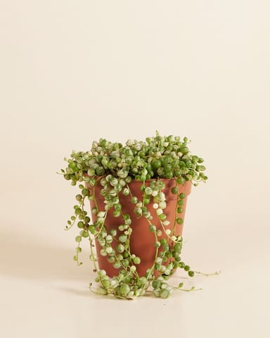 Senecio Rowleyanus Variegated