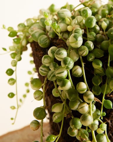 Senecio Rowleyanus Variegated