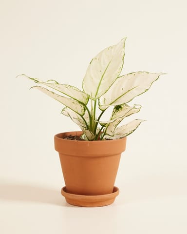 Aglaonema Chinese Evergreen White Joy