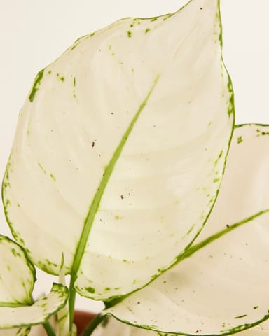 Aglaonema Chinese Evergreen White Joy