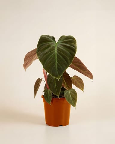 Philodendron El Choco Red