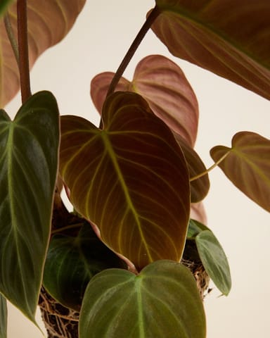 Philodendron El Choco Red