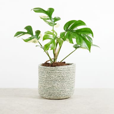 Rhaphidophora Tetrasperma Variegated