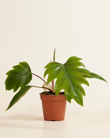 Philodendron Baumfreund Mayoi